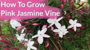 Jasmine flower is plucked early in the morning in the field and is sent to the markets in the bud stage. How To Grow Pink Jasmine Vine Jasminum Polyanthum Joy Us Garden Youtube