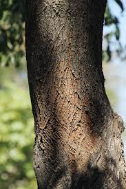 Image result for Pteleopsis