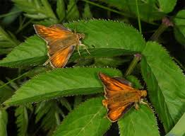 Image result for Ochlodes sylvanus