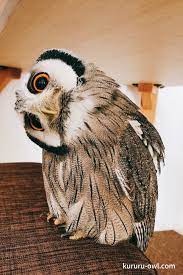 悶絶 フクロウの首かしげが超かわいい フクロウ ペットの鳥 ミミズク