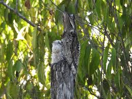 Mother And Baby Common Potoo Sleeping In Cryptic Pose Alongside A Gravel Road In Costa Rica Near Quepos Foto De Costa Rica Focus Sao Jose Tripadvisor