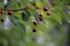 Image result for indiánská borůvka obrázek