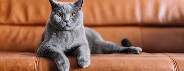 Tips for protecting your leather couch from cat we will look at how to protect leather couch from cats and prevent cat scratching from happening in the other then preventing scratching getting to the leather couch, these protectors will keep the cat pee. How To Stop Cats From Scratching Furniture Purina