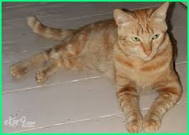 6 Nama Kucing Islami Terbaik Dunia Fauna Hewan Binatang Tumbuhan Hewan Kucing Binatang