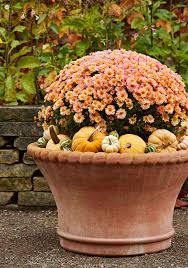 Whether it's mother's day, easter, valentine's day, a loved one's birthday you'll be delighted when you see the wide selection of bulk flowers, bouquets, arrangements, potted plants and wedding flowers available for floral delivery. How To Grow Mums In Containers Better Homes Gardens