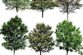 An abstract panorama of silver birch trees at the edge of dense forest. Free Download Cut Out Trees For Archviz Cg Tips