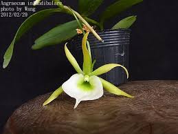 Image result for Angraecum infundibulare