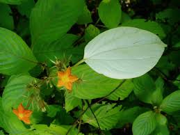 Image result for Mussaenda frondosa