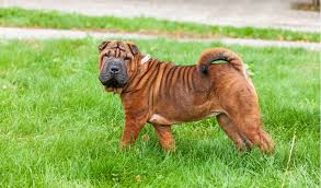 The cost of chinese shar pei puppies ranges from $450 to $2,800 at puppyfind.com. Shar Pei Breed Facts And Information Petcoach
