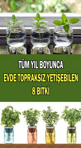 Tum Yil Boyunca Evde Topraksiz Yetistirebileceginiz 8 Bitki Sosyolife Net 2020 Bitki Vejetaryen Bahceleri Hidroponik