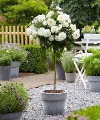 Select from premium iceberg rose of the highest quality. Standard Iceberg Roses Beautiful Gardens Rose Trees Backyard Landscaping Designs