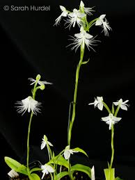 Image result for Habenaria tenuispica