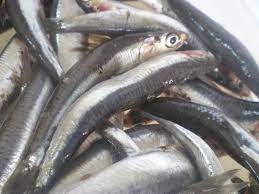 He holds the key for the door that is locked which is essential for the quest to proceed. Gavros Gemistos Stuffed Anchovies Kopiaste To Greek Hospitality