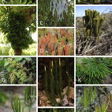 Image result for Lycopodiaceae