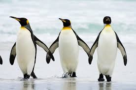 Biology Penguenler Baliklari Tat Almadan Yutuyor Kral Penguen Penguen Imparator Penguen