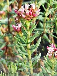 Image result for Crassula sarcocaulis