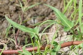 Image result for Ipomoea aquatica