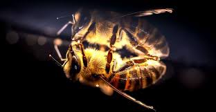 Hausmittel Gegen Bienenstiche Gegen Schmeren Juckreiz