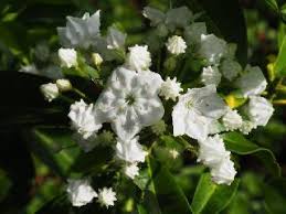 American natives used the mescalbeans of texas mountain laurel in many ways ranging from trade to jewelry and spiritual ceremonies. European Kalmia Society Register And Checklist Of Kalmia Accumulated Knowledge