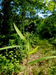 Image result for Dichapetalum rhodesicum