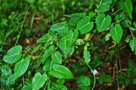 Image result for Cynanchum mulanjense