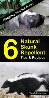 6 Safe Reliable Skunk Repellent Remedies Skunk Repellent Repellent Skunk