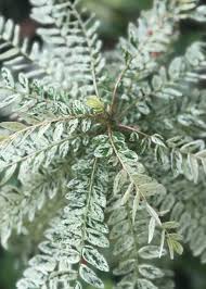 Image result for Phyllanthus polyanthus