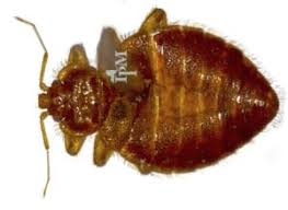 I always feel them when they land on… 10 Bugs That Look Like Bed Bugs And How To Tell The Difference