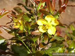 Image result for Ochna ovata
