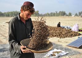 Maybe you would like to learn more about one of these? Pakistan Pine Nuts Processing Industry Chilgoza In Pakistan
