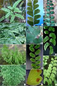 Image result for Adiantaceae