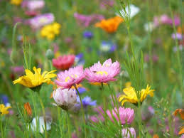 My Favorite Mix Blumen Wiese Wildblumenwiese Wiese