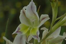 Image result for Gladiolus trichonemifolius