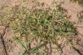 Image result for Portulaca foliosa