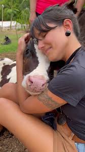 Rescue Cows Loving Life