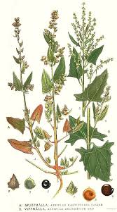 Image result for Leucosphaera bainesii
