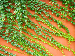 Boston Ivy Losing Leaves