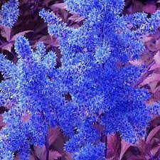 Rare Dark Blue Astilbe Chinensis Perennial Flower Seeds 100 Seeds Rare Heirloom Home Garden Flowers E433 Flowers Perennials Flower Seeds Rose Flower Pictures