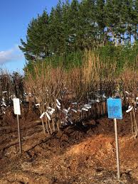 These are historically significant and unusual varieties that are known more for their taste than polished looks. Heirloom Fruit Trees For Sale Forgotten Fruits Nursery Facebook