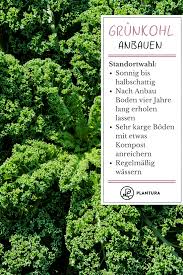 Bildergebnis für grünkohl pflanzen