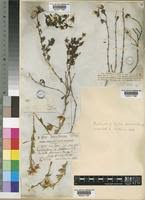 Image result for Zygophyllum cuneifolium