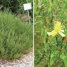 Image result for Clusiaceae