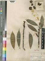 Image result for Ficus barteri