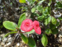A thorn free low growing, compact bush with a mass of small soft pink blooms that have a light fragrance. Crown Of Thorns Or Christ Thorn Flower Euphorbia Milli Pink Stock Photo Picture And Royalty Free Image Image 104166296