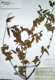 Image result for Acalypha polymorpha