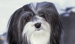 Check spelling or type a new query. Havanese Dogs