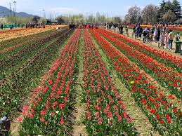 A treat to eyes and soul, the best. Indira Gandhi Tulip Garden Srinagar 2021 What To Know Before You Go With Photos Tripadvisor
