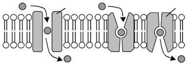Cell Membrane Worksheet Cell Membrane Membrane Cell