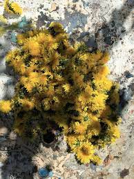 Lovetann Limonade Events Wild Wood Wild Wood Vildt Liv Blogg Vildt Liv Dandelion Flower Dandelion Flowers