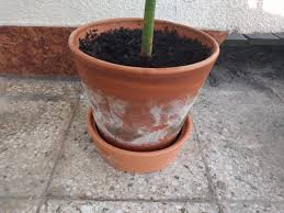 While soil should have some microorganisms, it's possible for it to become contaminated before it even lands in a pot. White Mold On Pot Of Avocado Tree Gardening Landscaping Stack Exchange